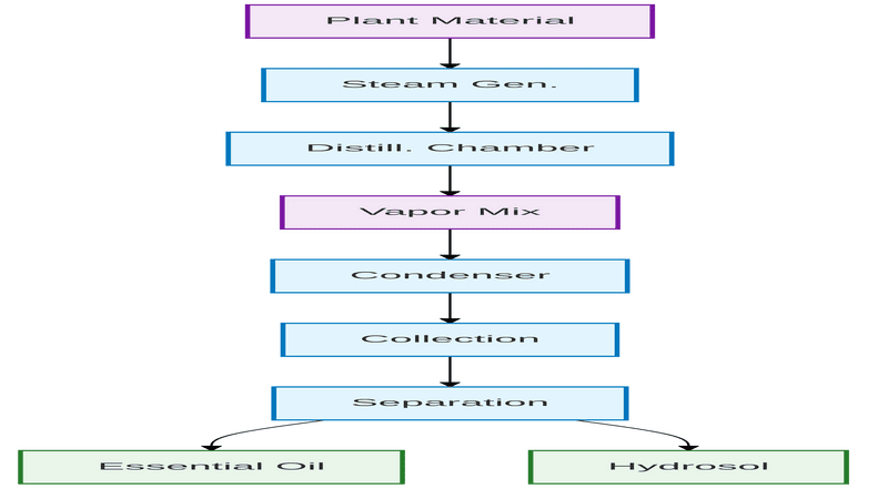 A diagram showing the process of steam distillation for essential oils